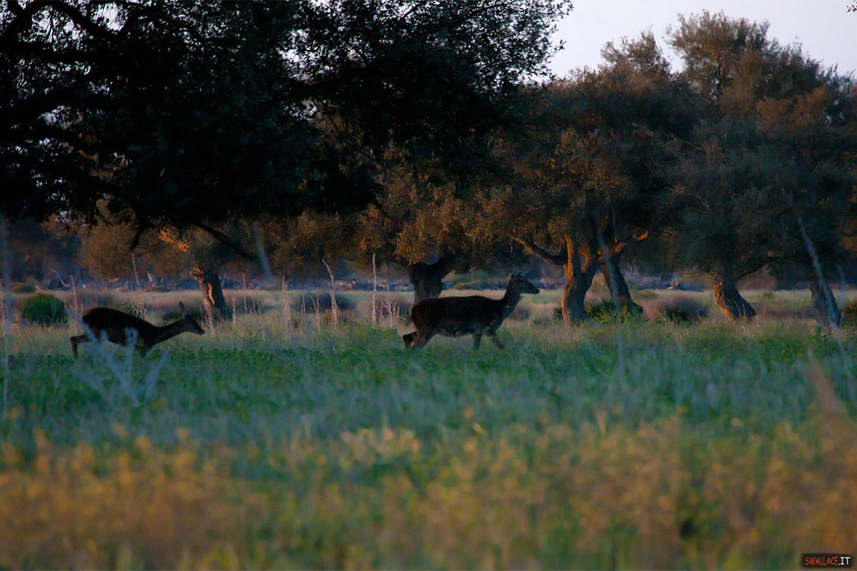National park Donana, andalusia, spagna