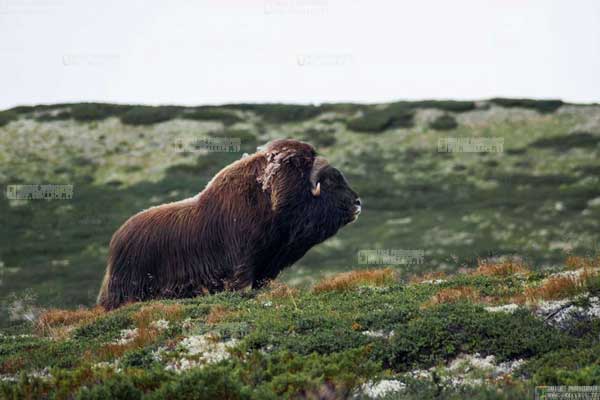 bue muschiato norvegia, dovrefjell national park, musk ox norway