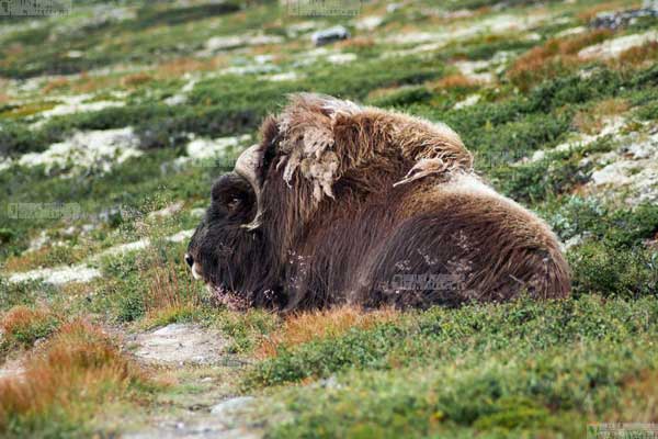 bue muschiato norvegia, dovrefjell national park, musk ox norway