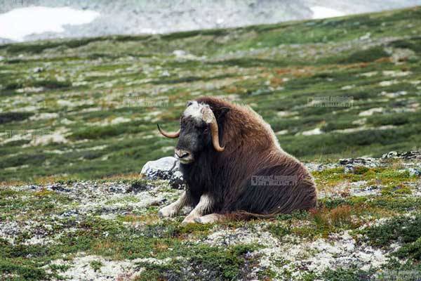 bue muschiato norvegia, dovrefjell national park, musk ox norway