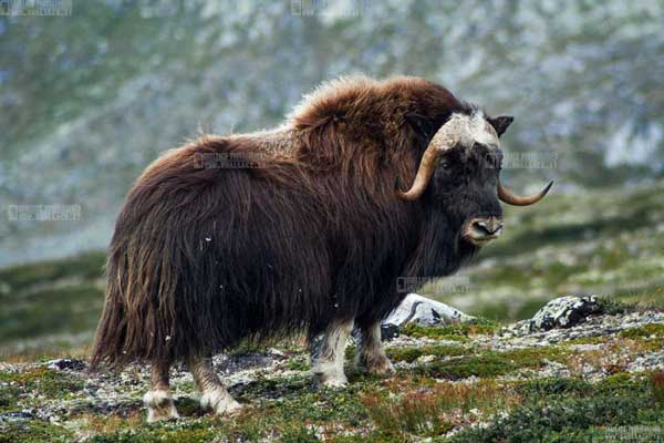bue muschiato norvegia, dovrefjell national park, musk ox norway