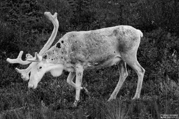 002_itinerario_in_macchina_da_milano_a_caponord_attraversando_svezia_finlandia_norvegia