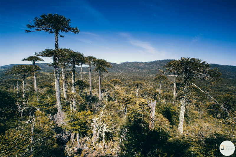Parque-Nacional-Nahuelbuta