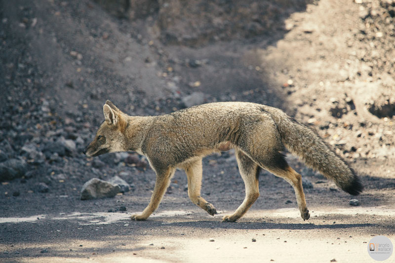 grey-fox-chile