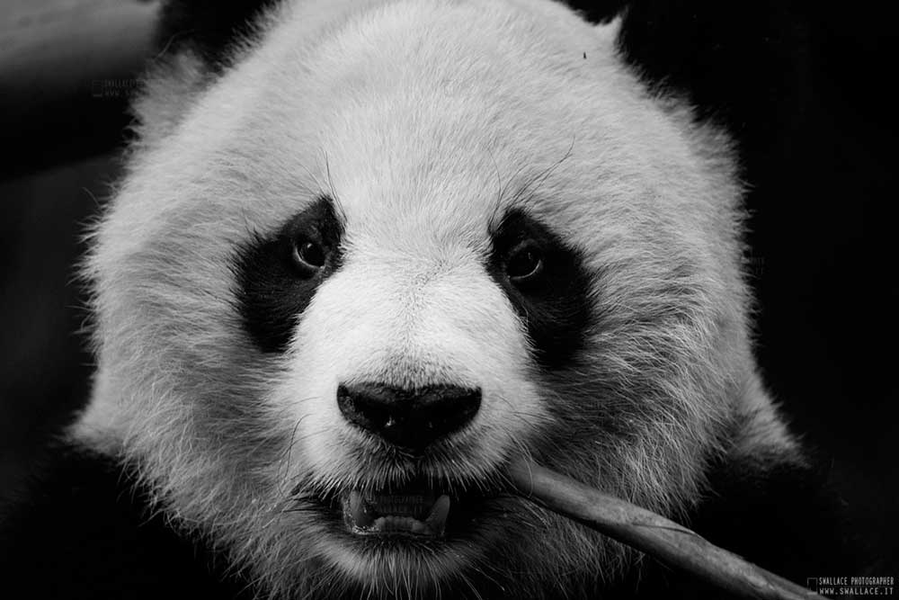 panda gigante cina