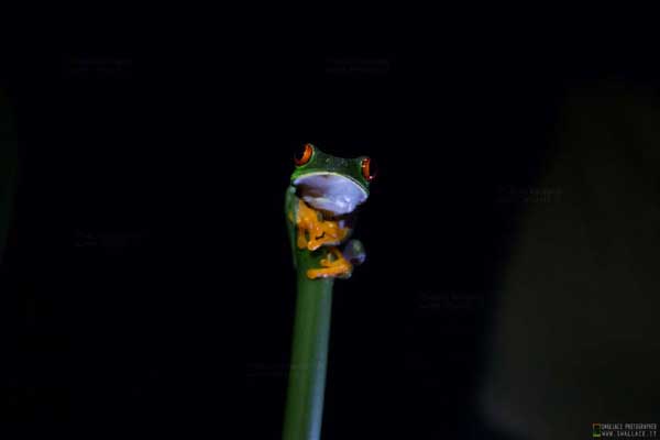 costarica green frog