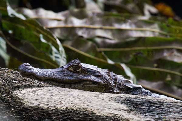 foto itinerario viaggio in costarica