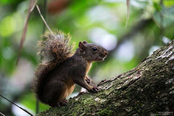 foto itinerario viaggio in costarica