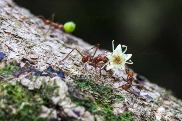 foto itinerario viaggio in costarica