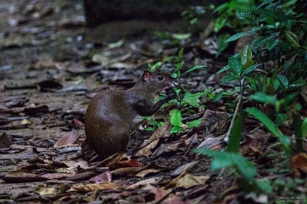 foto itinerario viaggio in costarica