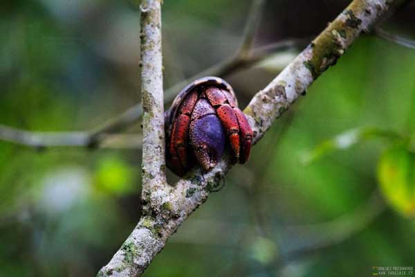 foto itinerario viaggio in costarica