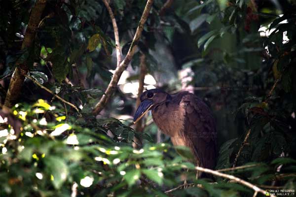 foto itinerario viaggio in costarica