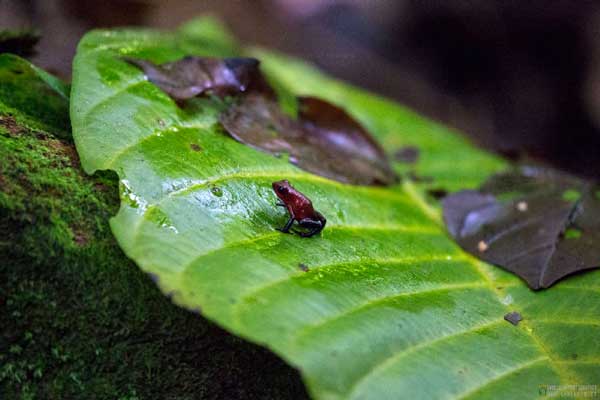 foto itinerario viaggio in costarica