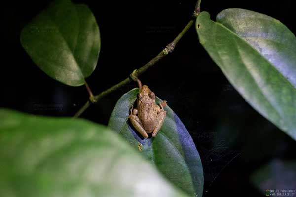 foto itinerario viaggio in costarica