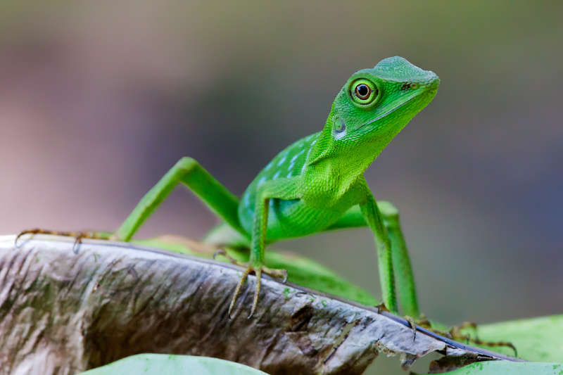 foto itinerario viaggio in Malesia, Borneo, Sabah, Sipadan, isole Perhentian