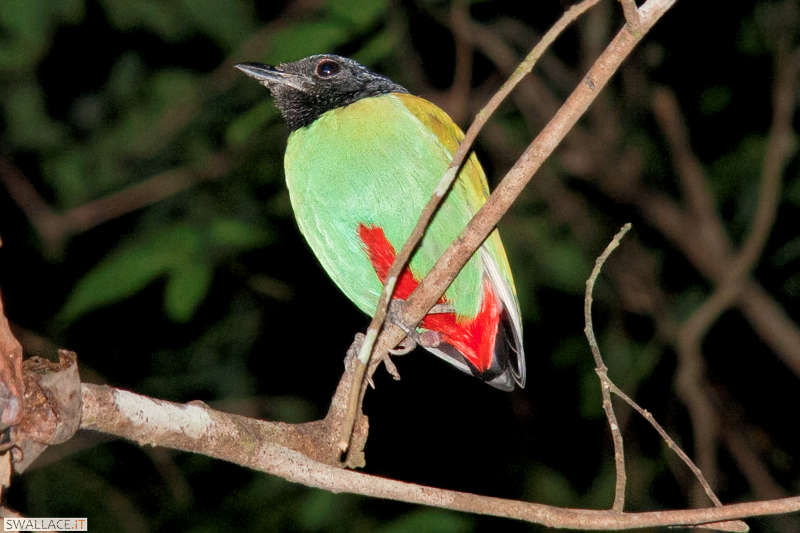 foto itinerario viaggio in Malesia, Borneo, Sabah, Sipadan, isole Perhentian