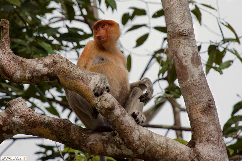 foto itinerario viaggio in Malesia, Borneo, Sabah, Sipadan, isole Perhentian