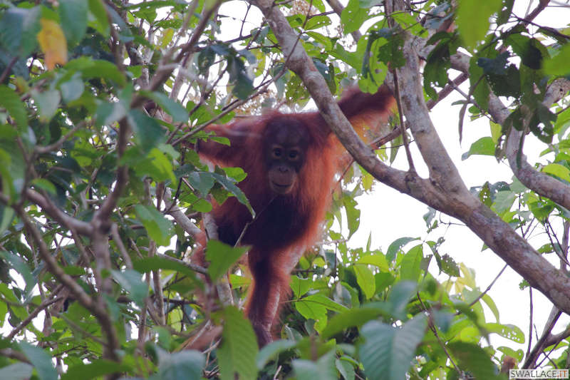foto itinerario viaggio in Malesia, Borneo, Sabah, Sipadan, isole Perhentian