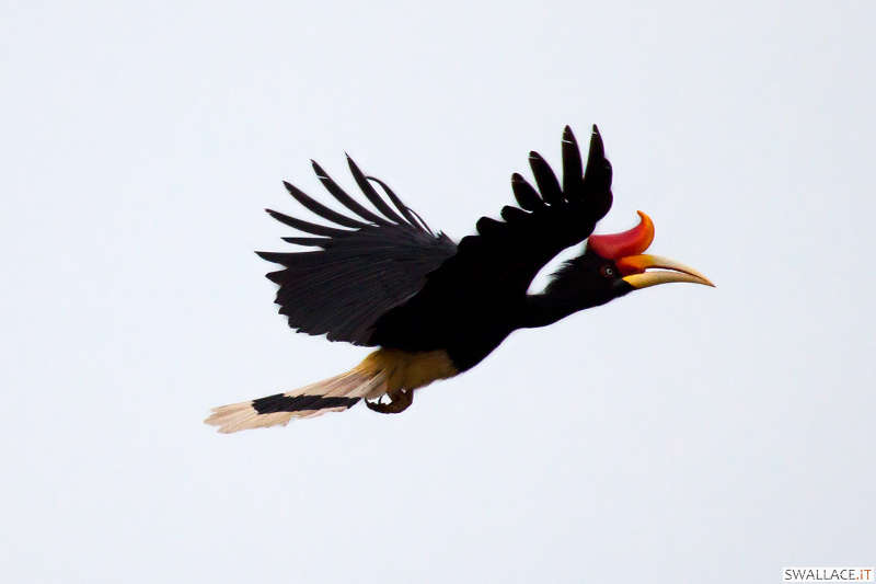 foto itinerario viaggio in Malesia, Borneo, Sabah, Sipadan, isole Perhentian