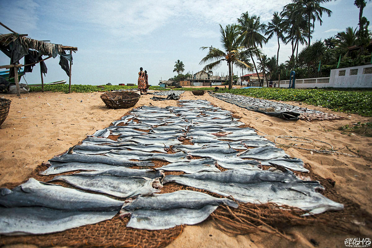 srilanka negombo fish