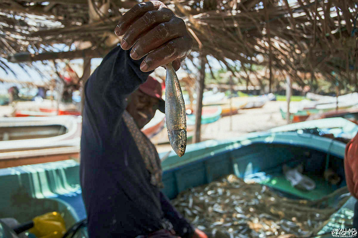 srilanka negombo fish
