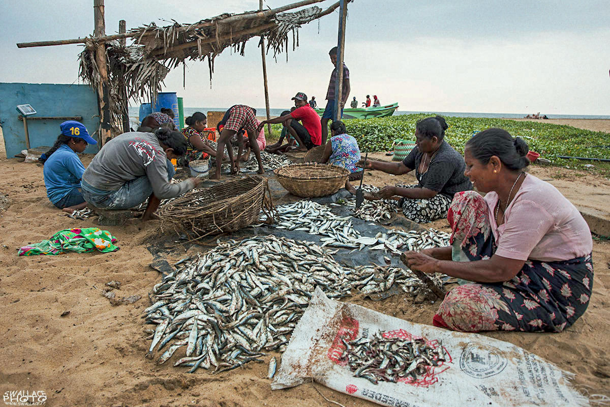 srilanka negombo fish