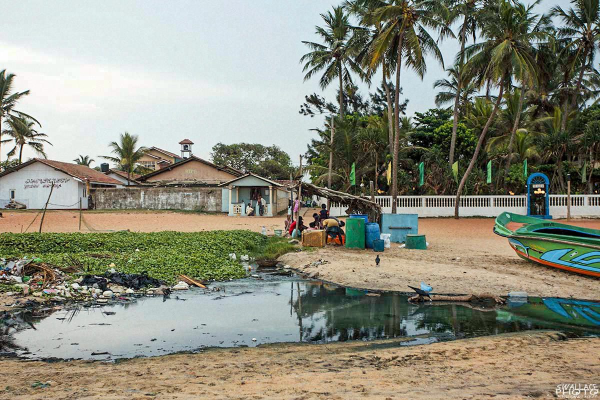 srilanka negombo fish