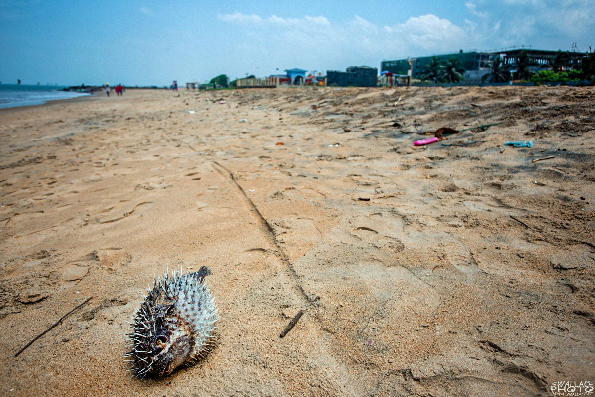 srilanka negombo fish