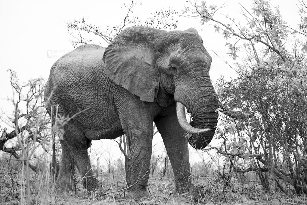 kruger national park, sud africa