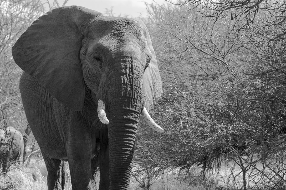 kruger national park, sud africa