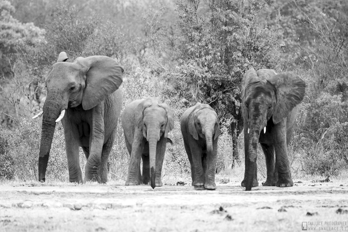 kruger national park, sud africa