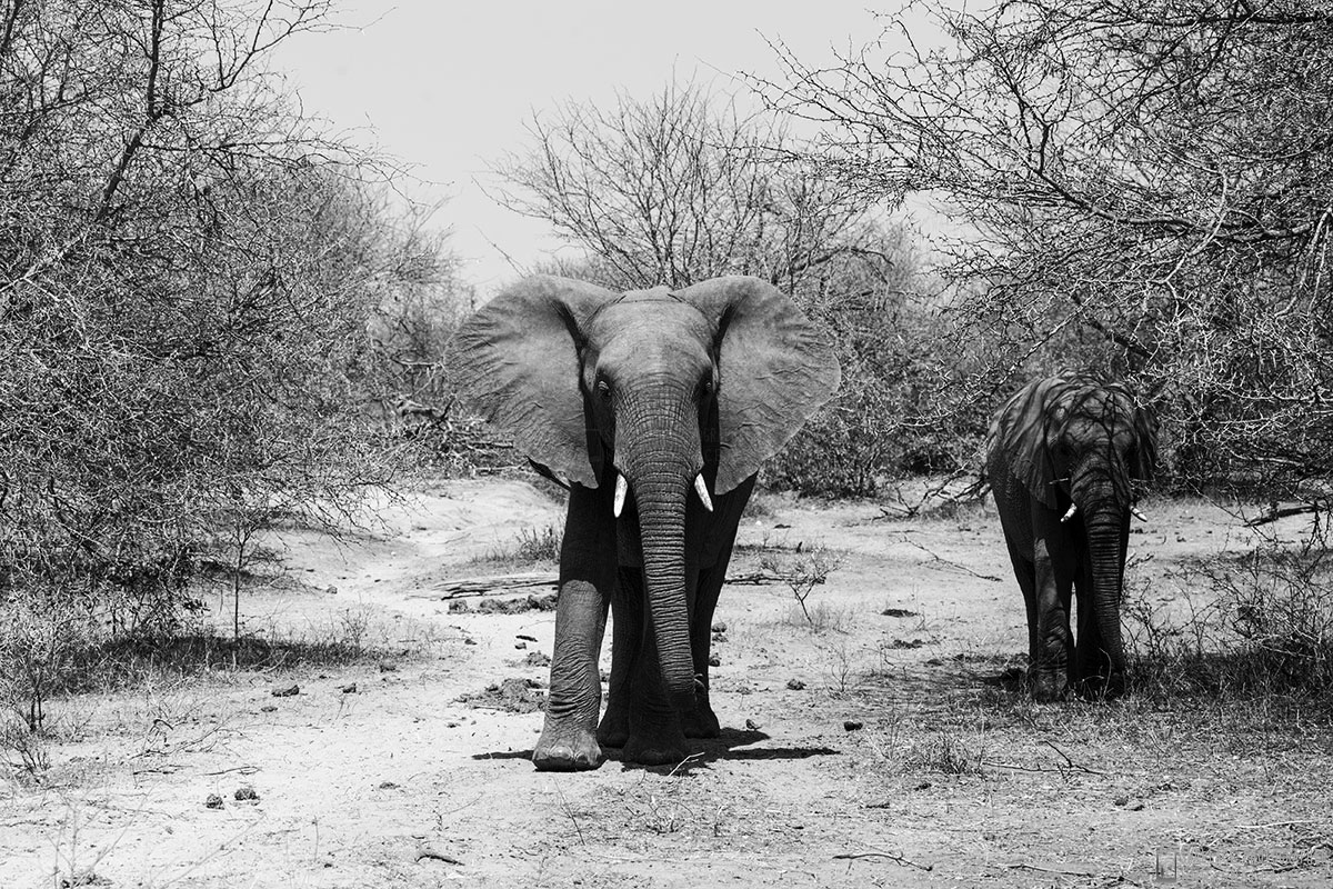 kruger national park, sud africa