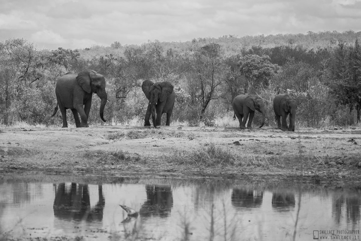 kruger national park, sud africa