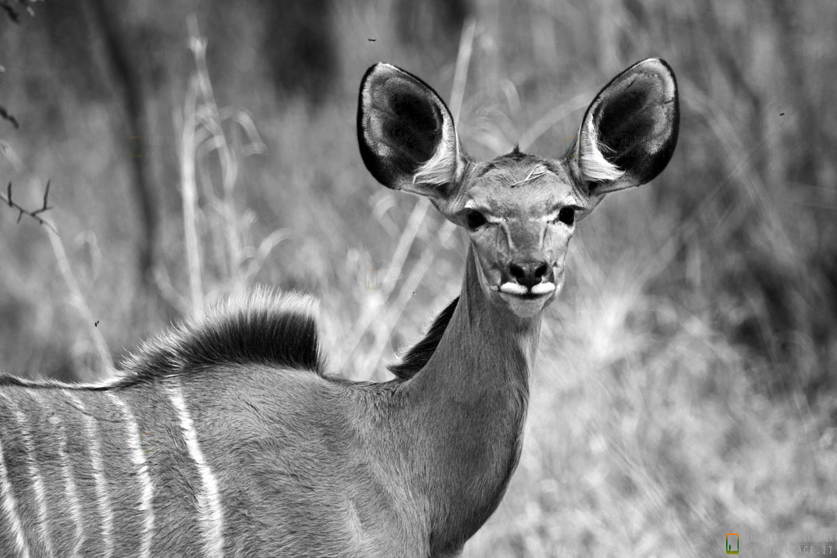 kruger national park, sud africa