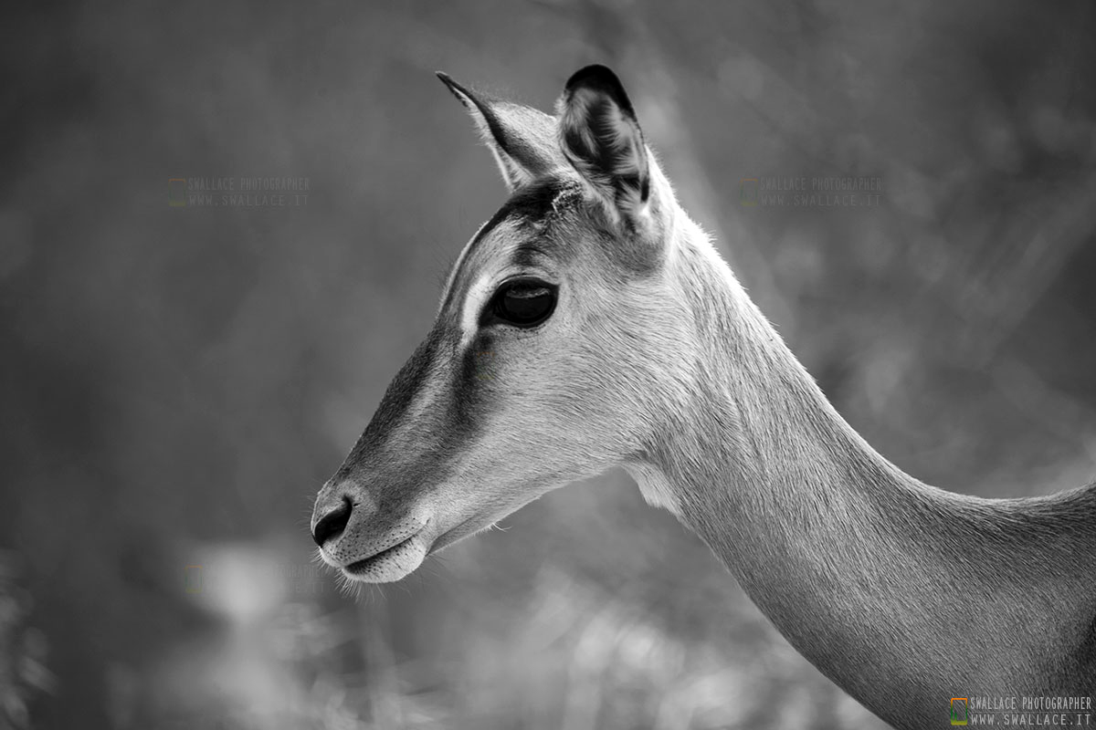 kruger national park, sud africa