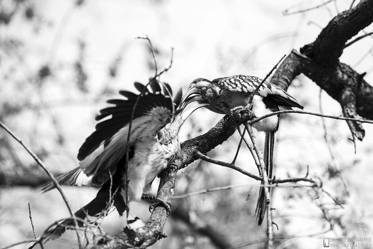 kruger national park, sud africa