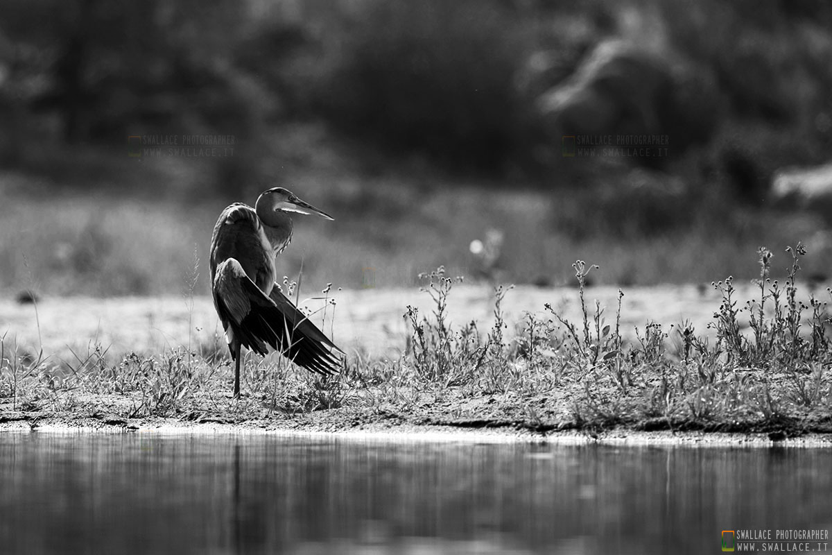 kruger national park, sud africa