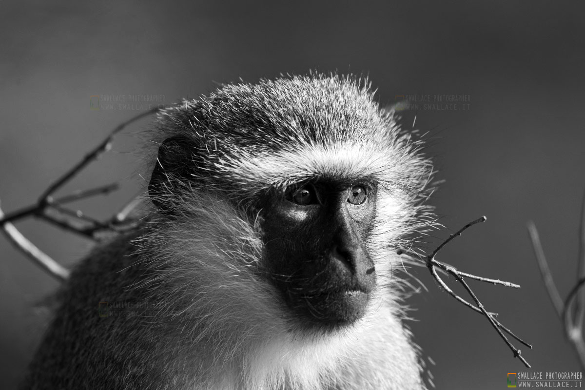 kruger national park, sud africa