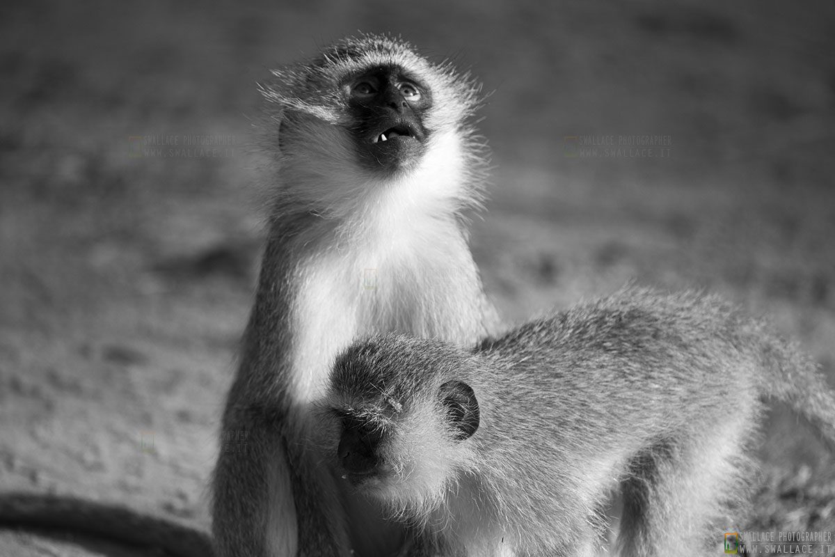 kruger national park, sud africa