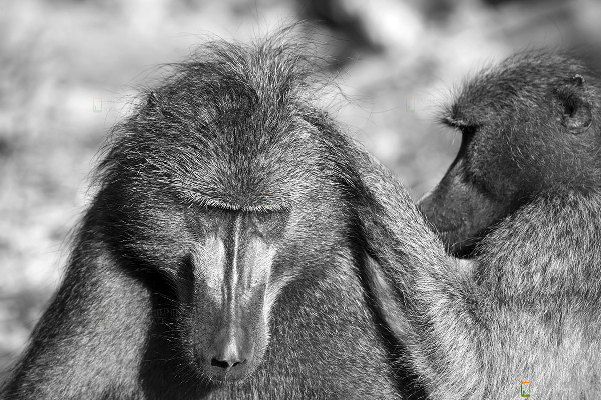 kruger national park, sud africa