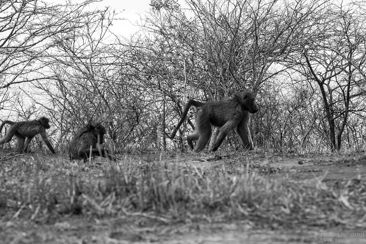 kruger national park, sud africa