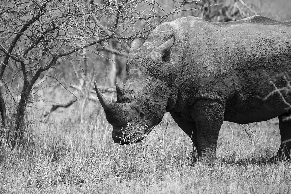 kruger national park, sud africa