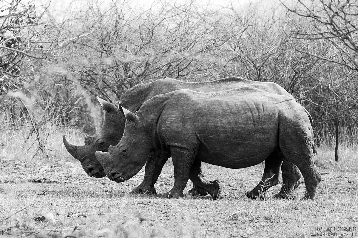 kruger national park, sud africa