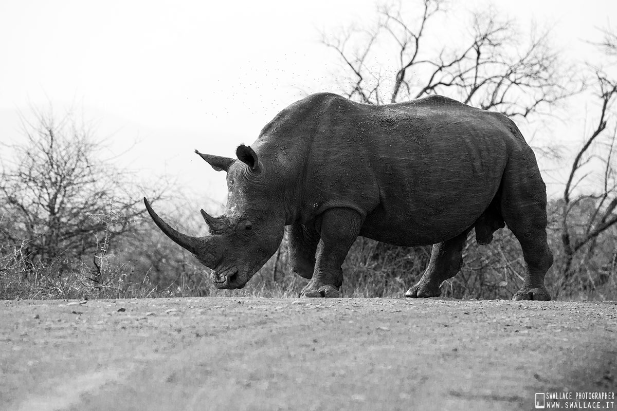 kruger national park, sud africa