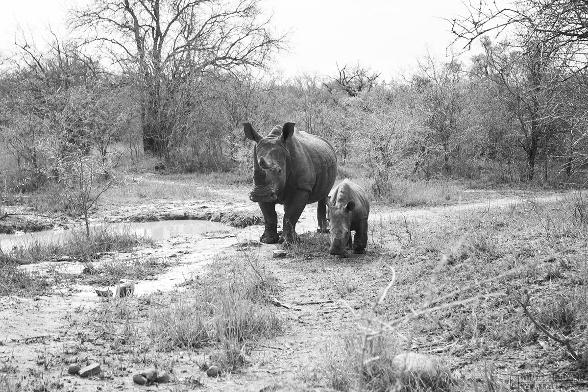 kruger national park, sud africa