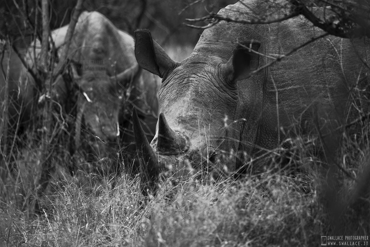 kruger national park, sud africa