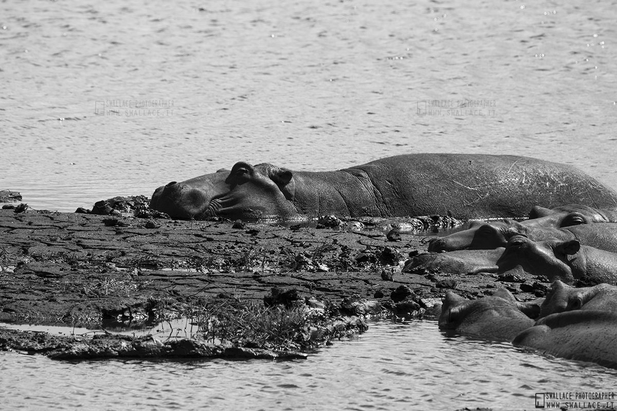 kruger national park, sud africa