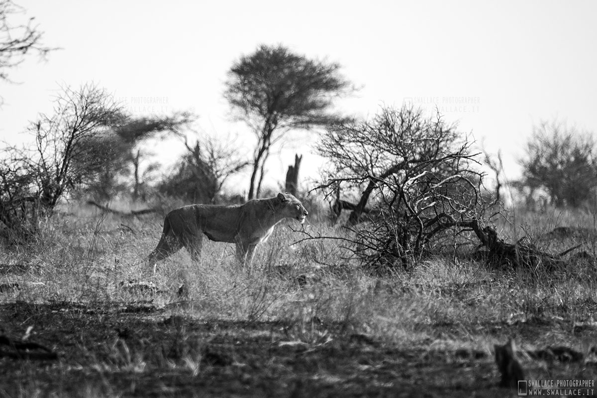 kruger national park, sud africa