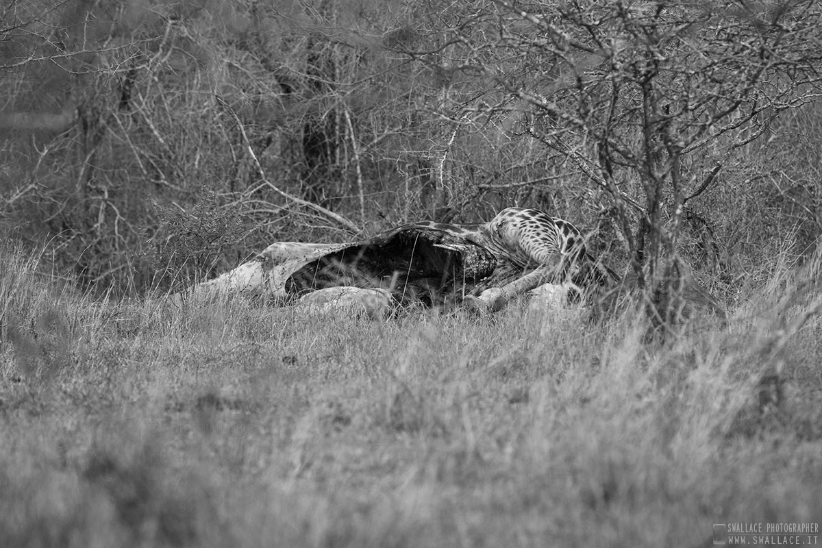 kruger national park, sud africa