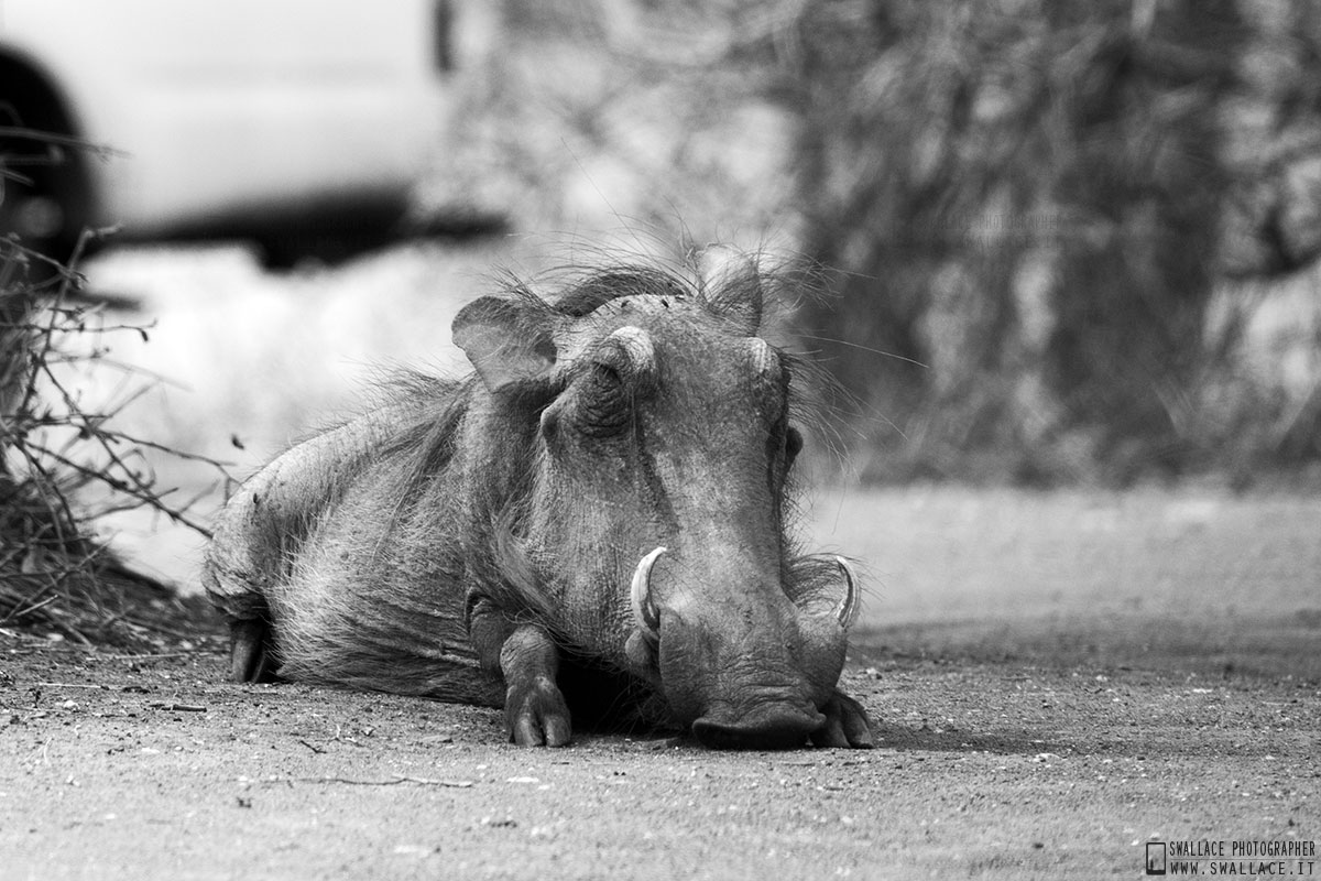 kruger national park, sud africa